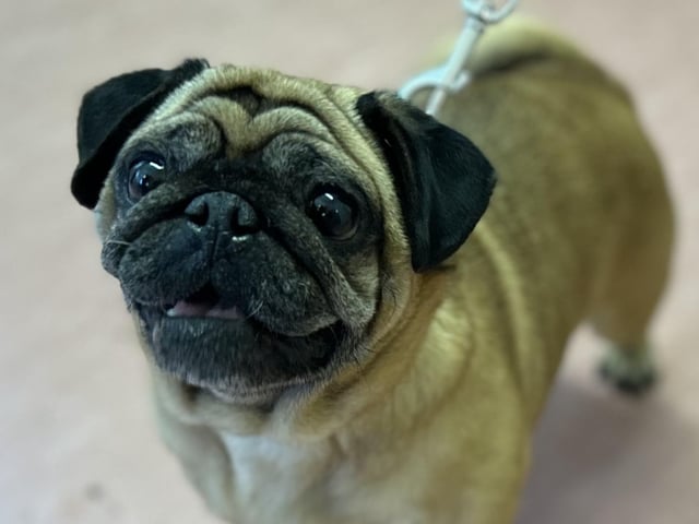 Prue is a 10-year-old Pug who is an absolute sweetie that came to the centre via the dog warden service. Prue is a happy and friendly girl who just loves being out and about and meeting people. She is a very sociable girl who is at her happiest when she is sat on your knee getting snuggles. Prue is a super little dog who will make a wonderful addition to the family.