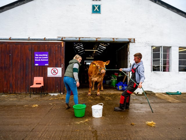 Gracie Arnold and Sean Mitchell, from Grassknop Farm near Skelton in Cumbria, washing down one of their Limousins cattle ahead of today's show
