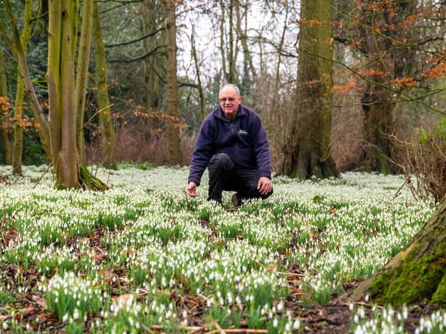 Every February, millions of hardy snowdrops create a magnificent white carpet.
