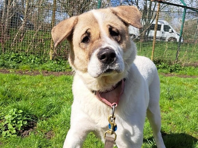 Ice is a six-year-old Akita Crossbreed who came to the centre with her three puppies as her and their needs were not getting met. Ice is quite a lost soul and is desperate for some stability from a loving family. She would love a family that will love her unconditionally and show her how much fun there is to be had. Ice will need experienced owners who will help her overcome her insecurities and bring out the best in her.