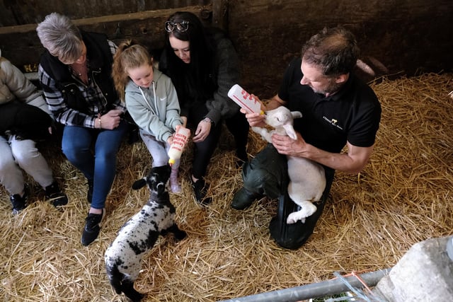 Visitors get to feed the lambs and have a cuddle.