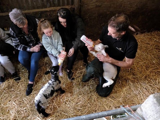 Visitors get to feed the lambs and have a cuddle.