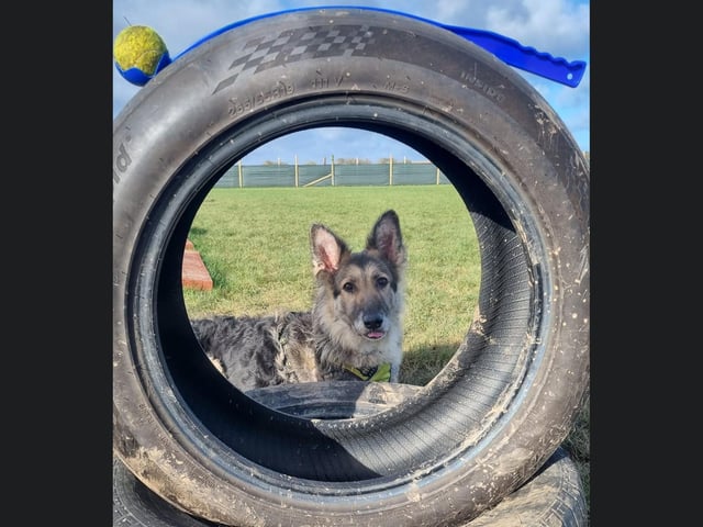 The lovely dog is playing peekaboo!