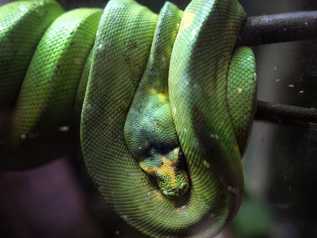 More than just sea life - a Green Tree Python