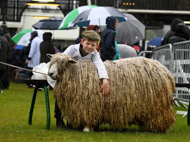 Benjamin Brook, aged six, from Camblesforth hugs his Lincoln Longwool Skylark Orange at the show