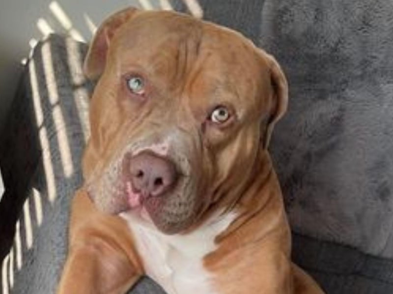 Creed is a three-year-old American Bulldog, who Yorkshire Coast Dog Rescue are helping to rehome as he has become over protective of the new baby. He is ABKC registered and is fully embark and breed tested.  He is a dog who needs lots of attention but is well trained and ok to leave for a few hours.  Creed is friendly with  people and has been fine with older children.  He is also good with female dogs but not always with male ones.  Call Yorkshire Coast Dog Rescue on 075832 69614 or email ycdogrescue@btinternet.com for more information.