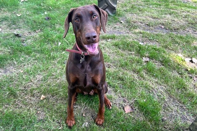 Marnie is a four-year-old Doberman who is a lovely girl that came to the centre as her previous owner could no longer keep her anymore. Marnie is great dog who can be a little unsure with new people to begin with, but it does not take her very long to settle down. She is extremely affectionate and just gives the best cuddles. Marnie would love adopters who will take her on nice adventures where they can have have lots of fun and make wonderful memories together.