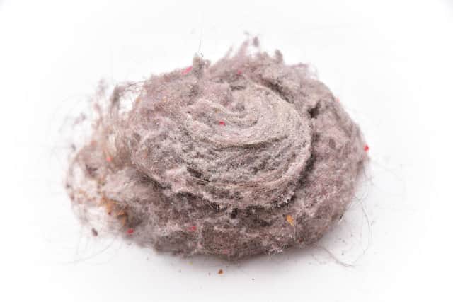 Dust can harbour bacteria that can cause respiratory and other infections. Photo: AdobeStock