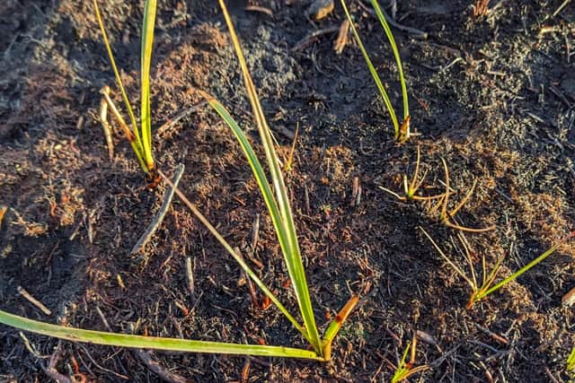 Common cotton-grass regrowing from its roots in wetter areas slightly protected from the heat. image: FMESS
