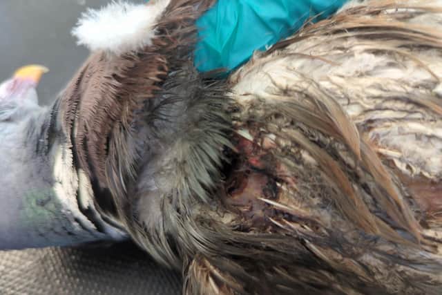 One of the injured birds.