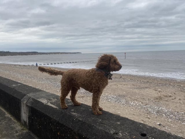 Freddie looking out to sea.