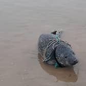 The seal pup which had been caught in entangled rope near Bridlington.
picture: British Divers Marine Life Rescue