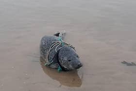 The seal pup which had been caught in entangled rope near Bridlington.
picture: British Divers Marine Life Rescue