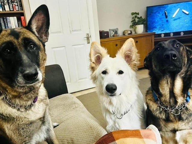 Neeri, Ghost and Otis!