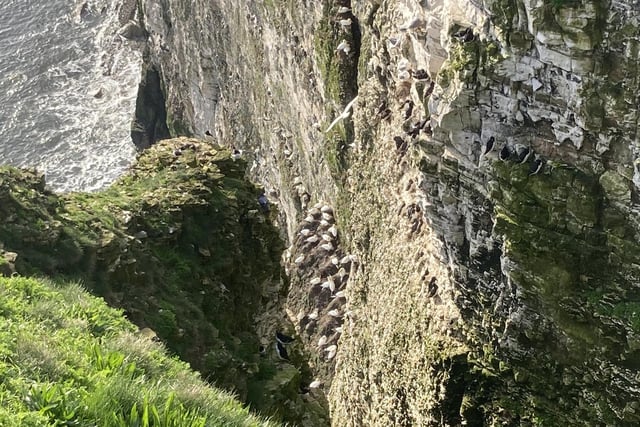 Gannets have also been arriving at the cliffs, which is where they will now nest and raise their young.