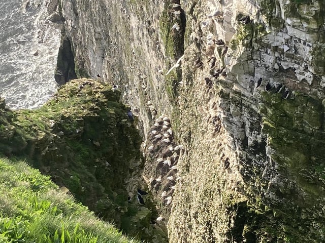 Gannets have also been arriving at the cliffs, which is where they will now nest and raise their young.