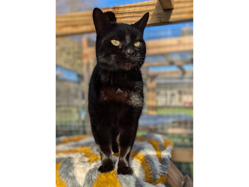 So much love to give. Now in need of a kind family to receive some TLC from.