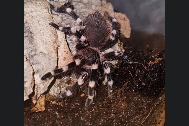 This is Teddy the Tarantula from Scarborough.