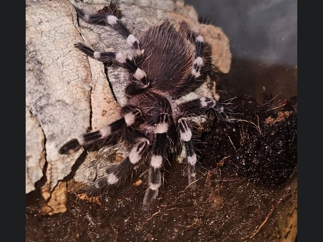 This is Teddy the Tarantula from Scarborough.