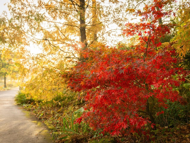 Acer palmatum at Streamside Walk