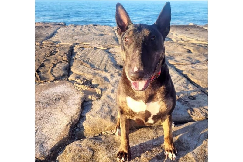 This Bull Terrier named Boo has been living happily in Whitby for two years after coming from a breed specific rescue.
