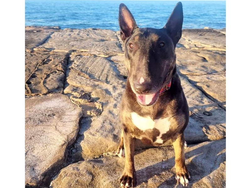 This Bull Terrier named Boo has been living happily in Whitby for two years after coming from a breed specific rescue.