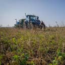 Cover crops on a farm.
picture: Simon Hill photos