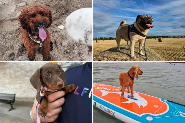 Let us know if your pup is in our photo gallery!