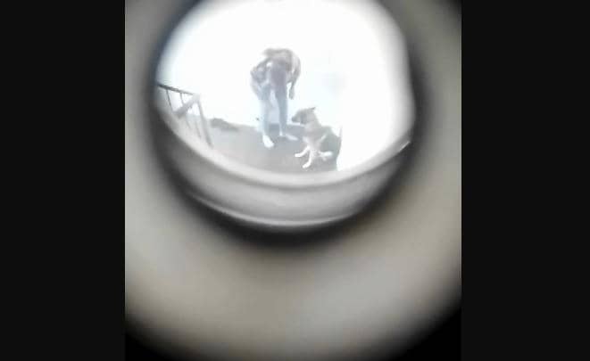 Distressing video shows a Husky being abused by two men, which has led to both receiving a lifetime ban on keeping dogs by the RSPCA.