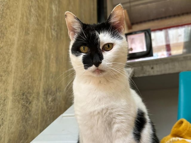 Betty is a ten-year-old domestic short haired who came to the centre via an inspector after her previous owner sadly passed away which has left her understandably quite upset. Betty is a super sweet girl who will make a fantastic pet. She is a little shy and reserved and prefers to hide away at the moment but she does enjoy a fuss as she is coming out of her shell nicely. Betty deserves to be in a loving home after all she has been through.