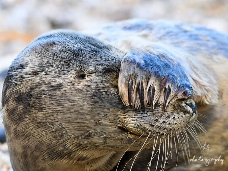 This playful seal at Flamborough North Landing was playing peek-a-boo.