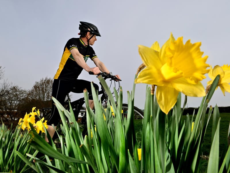 Taking a well earned break among the daffodils.