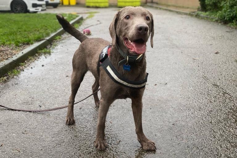 Milo is a 13-month-old Labrador Cross who came to the centre as his previous owner could not manage him. Milo is a super friendly chap but can be a little boisterous when he gets over excited. He had not had much basic training before he came to the centre but he is clever and eager to learn. Milo is an extremely active dog and will need a family who will take him on long and exciting adventures. He is a happy boy who lives life to the max and will make a super addition to the family.