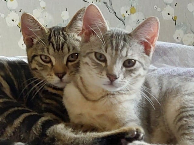 Boba and Mando cuddling up together!