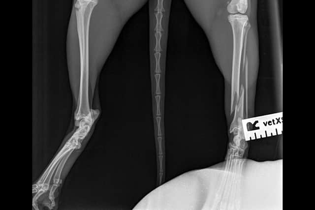 An x-ray confirmed that both Kirby's tibia and fibula were broken during the incident - Image: RSPCA