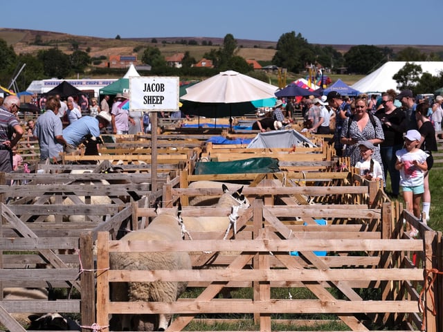 Jacob Sheep at the show