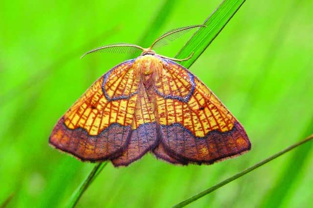 Dark Bordered Beauty (c) Robert Goodison