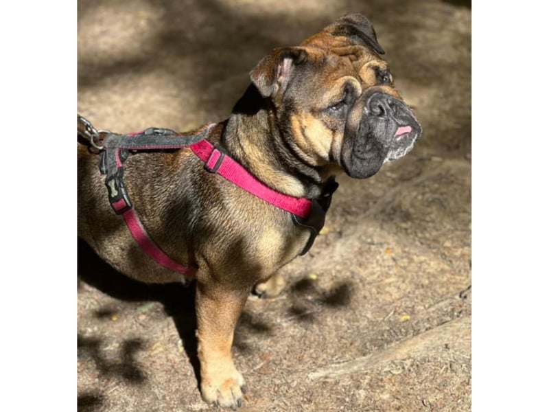 Here is Violet on patrol in the sunshine.