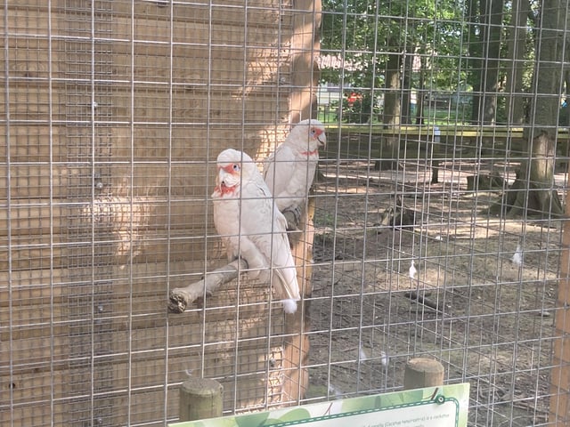 These Long Billed Corella Cockatoos are native to Australia and typically dig for roots, seeds and bulbs to eat.