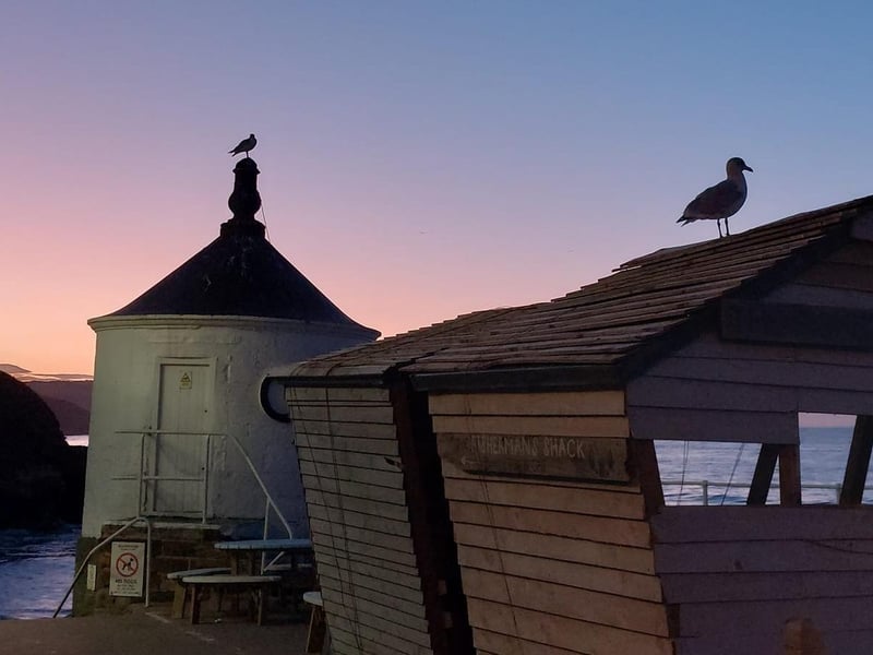 Gull on the roof at Whitby's Battery Parade.
picture: Stephanie Anne