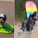 Hattie the cocker spaniel on her surfboard at Wilsthorpe Beach Bridlington.