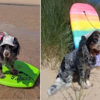 Beloved Bridlington surfing dog Hattie faces sight loss battle as community rallies to help