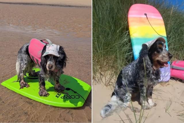 Hattie the cocker spaniel on her surfboard at Wilsthorpe Beach Bridlington.