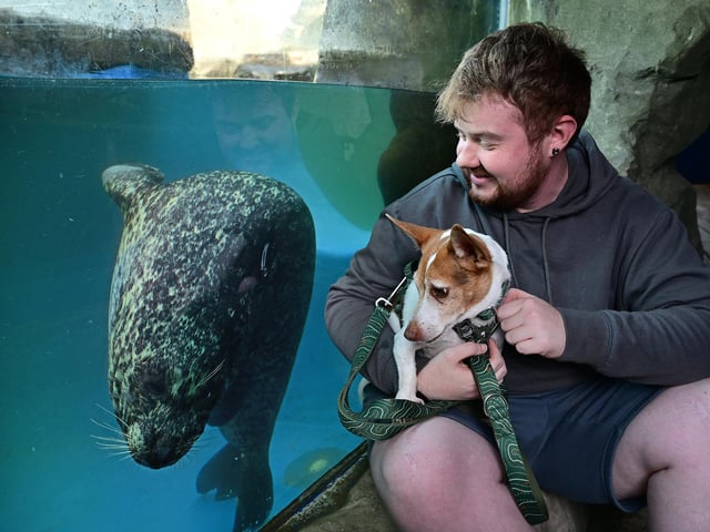 Seals making some four-legged-friends!