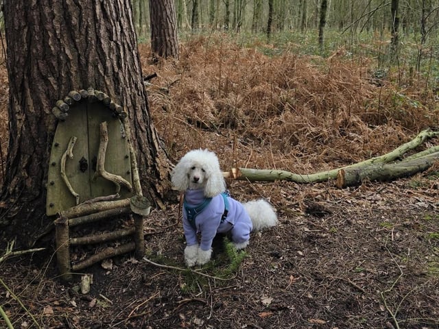 A gorgeous doggie out exploring the great outdoors in a fetching outfit!