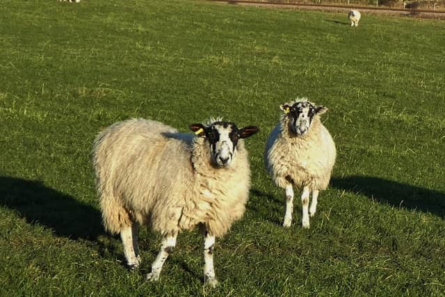 Curious sheep!