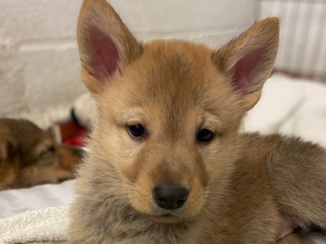 Kacey is a nine-week-old German Shepherd Cross who came to the centre via an inspector with her sisters after their needs were not getting met. Kacey is a lovely, cheeky, playful and friendly puppy who will grow up to be a large breed dog. She is looking for adopters who are at home most of the time while she is still so young.