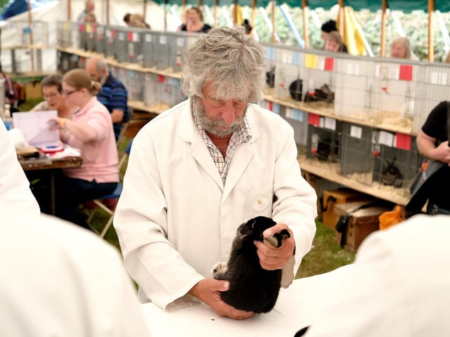 Judging the rabbits