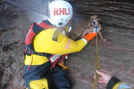 A dog being rescued. (Pic credit: RNLI)