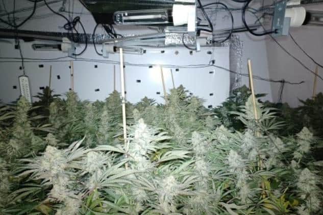 Some of the cannabis discovered by police in Operation RESIST.